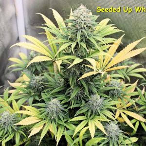 Pink Widow Regular Seeds by Kingdom Organic Seeds