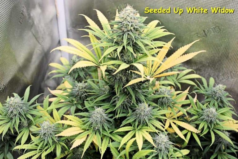 Pink Widow Regular Seeds by Kingdom Organic Seeds