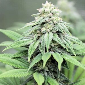 Pink Widow Regular Seeds by Kingdom Organic Seeds