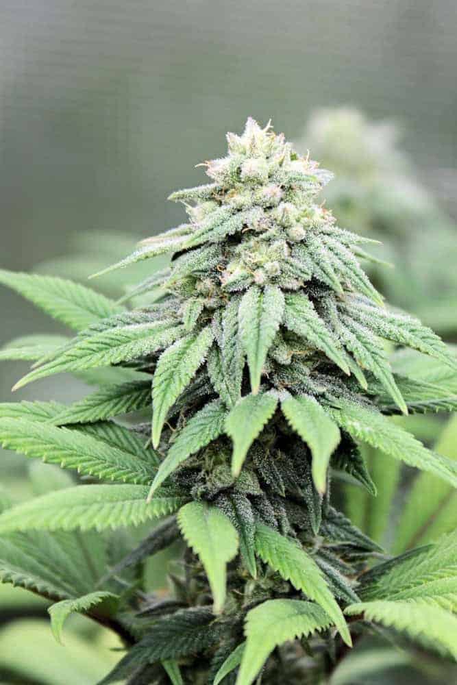 Pink Widow Regular Seeds by Kingdom Organic Seeds